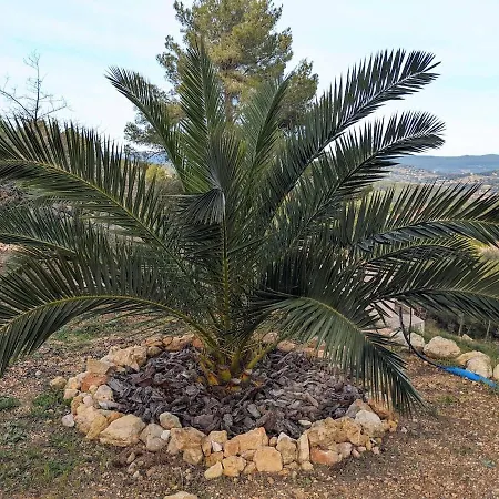 -villa Les Pins- * Bandol